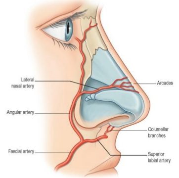 Anatomia Vascular de la Nariz